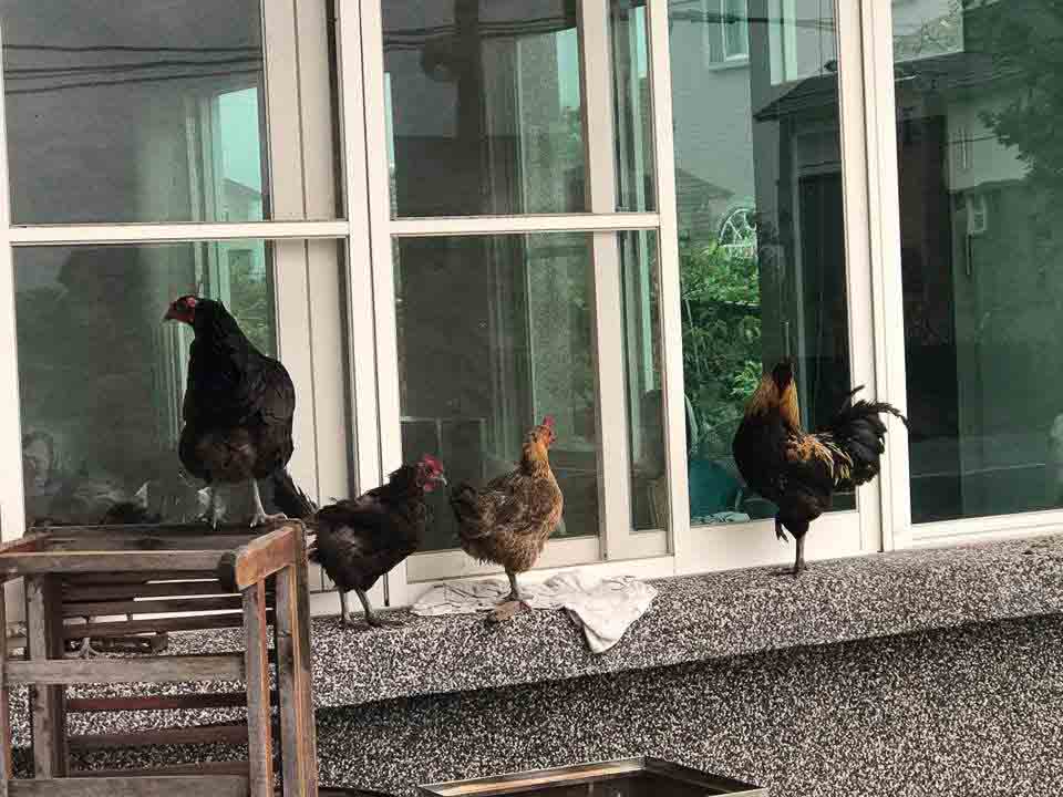 合群農莊民宿的民宿照片