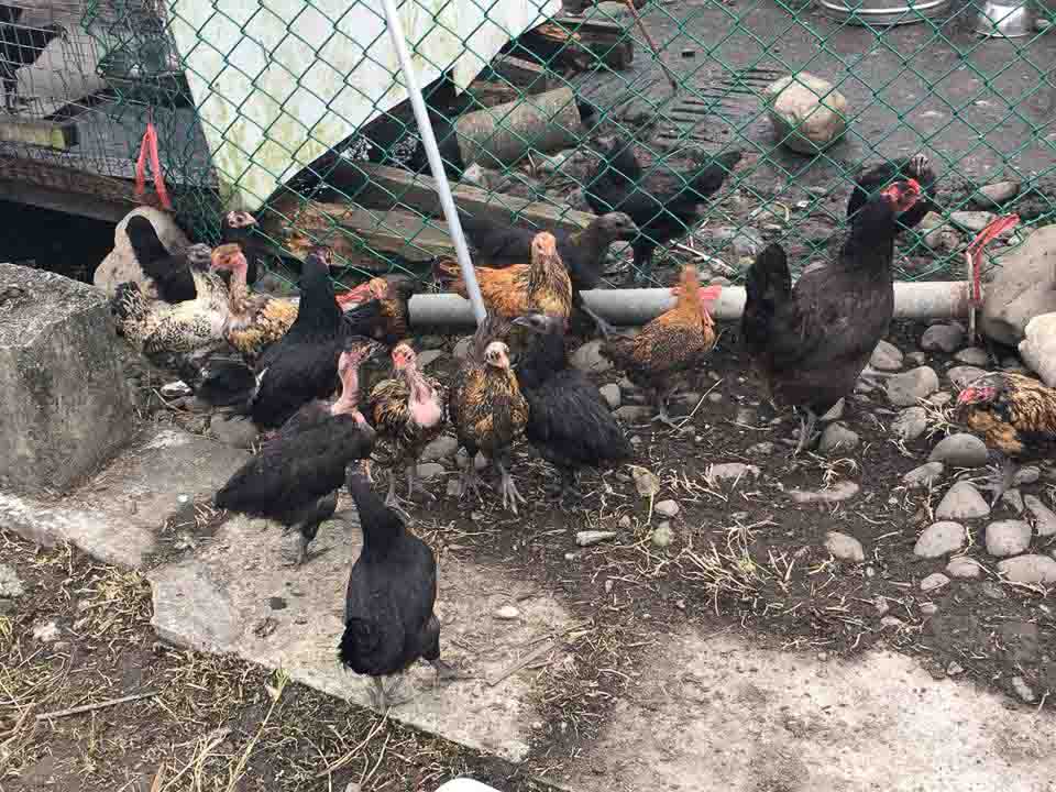 合群農莊民宿的民宿照片
